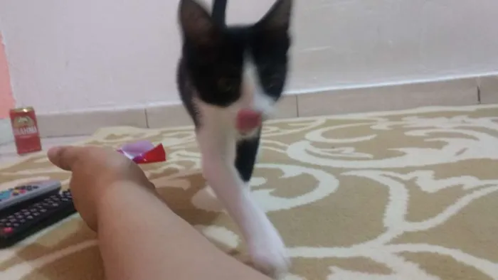Gato ra a Vira lata idade 2 a 6 meses nome Skank