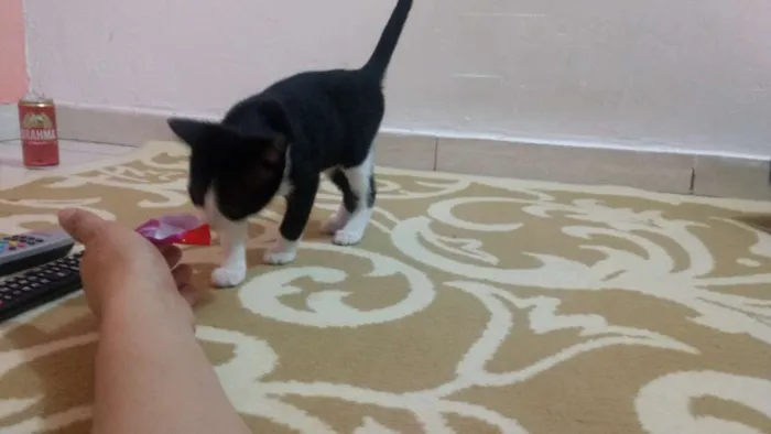 Gato ra a Vira lata idade 2 a 6 meses nome Skank
