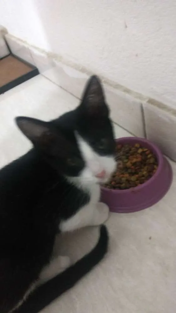 Gato ra a Vira lata idade 2 a 6 meses nome Skank