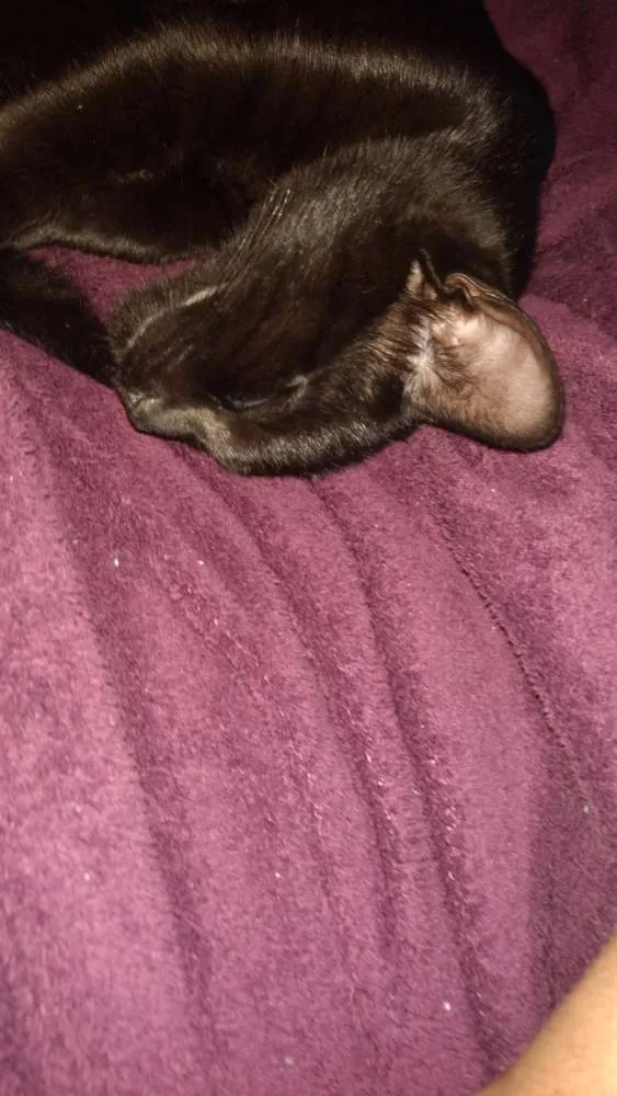 Gato ra a Vira lata idade 2 a 6 meses nome Sr.berrus