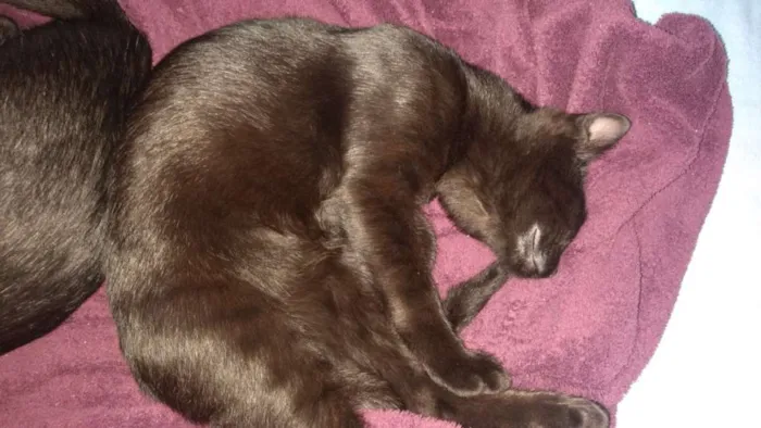 Gato ra a Vira lata idade 2 a 6 meses nome Sr.berrus