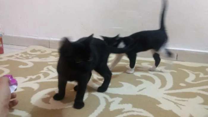 Gato ra a Vira lata idade 2 a 6 meses nome Sr.berrus