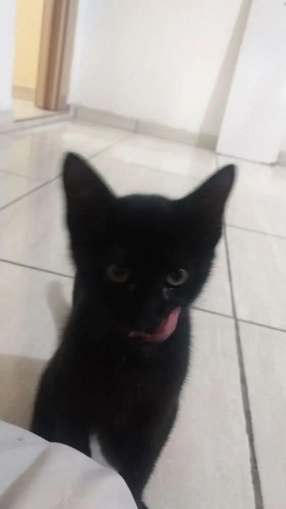 Gato ra a Vira lata idade 2 a 6 meses nome Sr.berrus