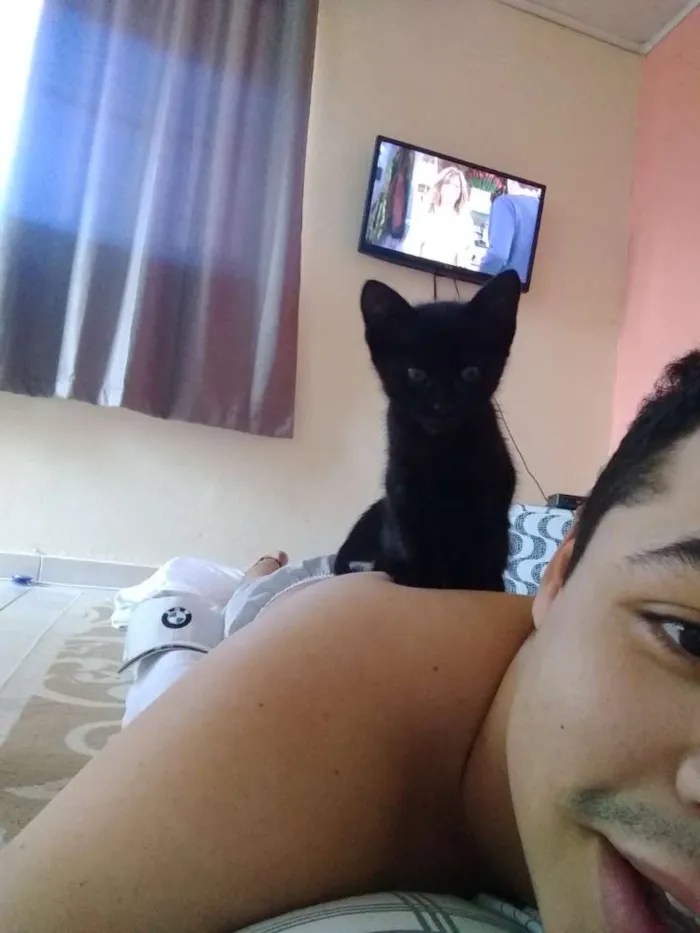 Gato ra a Vira lata idade 2 a 6 meses nome Sr.berrus