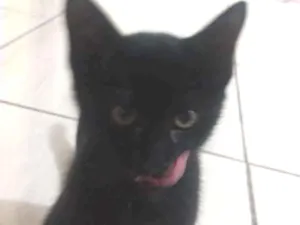 Gato raça Vira lata idade 2 a 6 meses nome Sr.berrus
