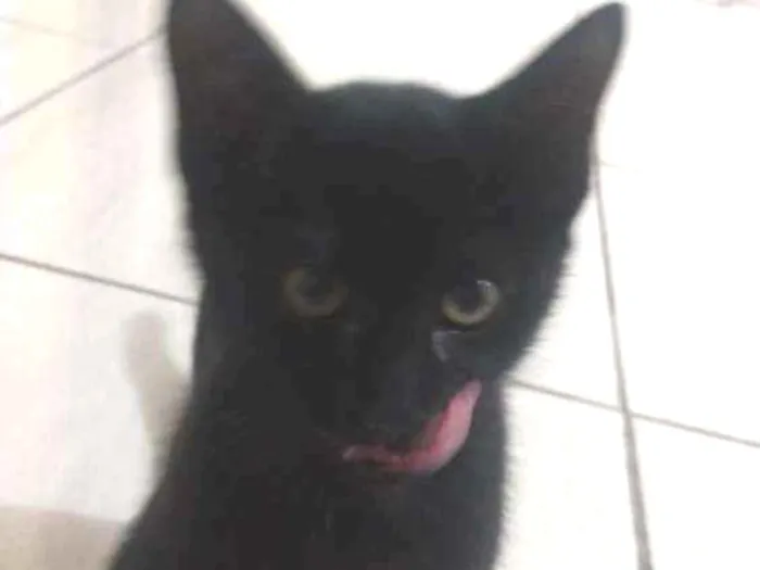 Gato ra a Vira lata idade 2 a 6 meses nome Sr.berrus