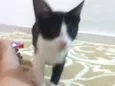 Skank