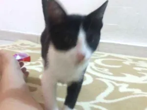 Gato raça Vira lata idade 2 a 6 meses nome Skank