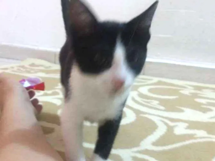 Gato ra a Vira lata idade 2 a 6 meses nome Skank