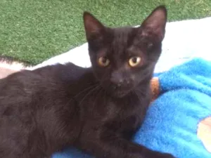 Gato raça SRD idade 2 a 6 meses nome Pedrollino
