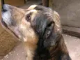 Tarô