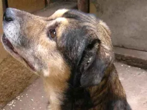 Cachorro raça Srd idade 6 ou mais anos nome Tarô