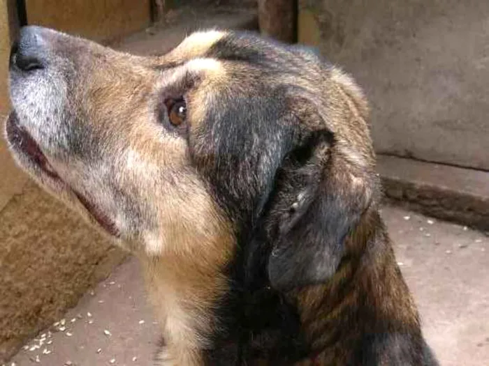 Cachorro ra a Srd idade 6 ou mais anos nome Tarô