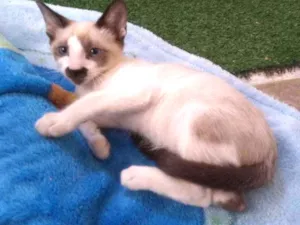Gato raça SRD idade 2 a 6 meses nome Sam