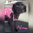 Nina
