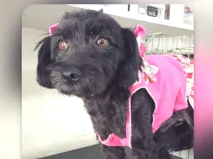 Cachorro raça Srd idade  nome Nina