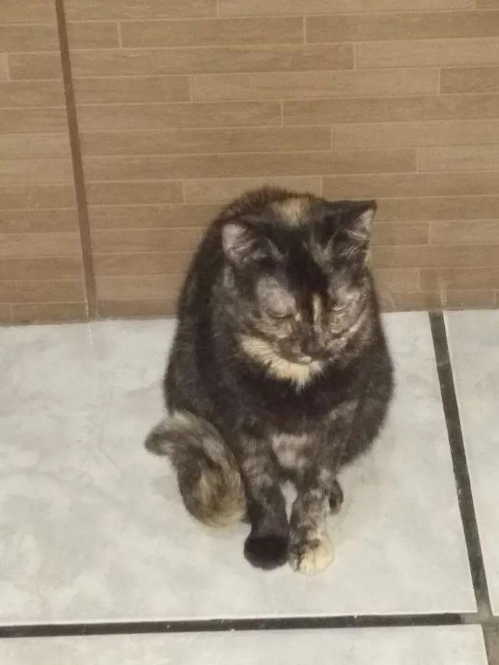Gato ra a Sem raça  idade  nome Eleonor 