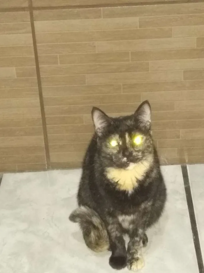 Gato ra a Sem raça  idade  nome Eleonor 