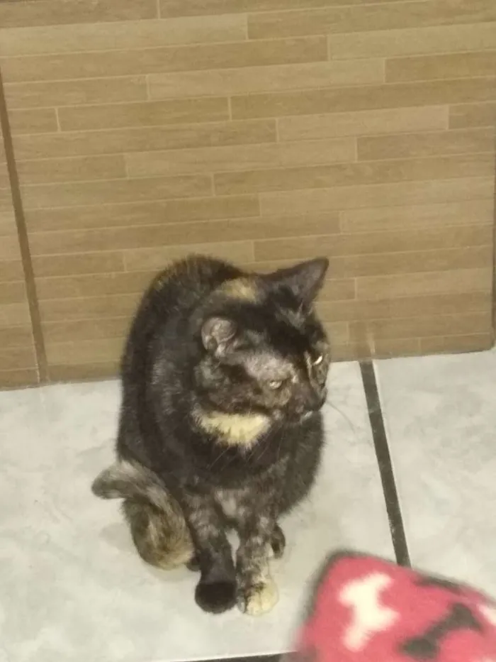Gato ra a Sem raça  idade  nome Eleonor 
