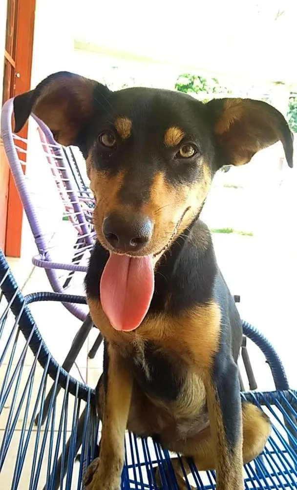 Cachorro ra a vira lata idade 1 ano nome Sorriso