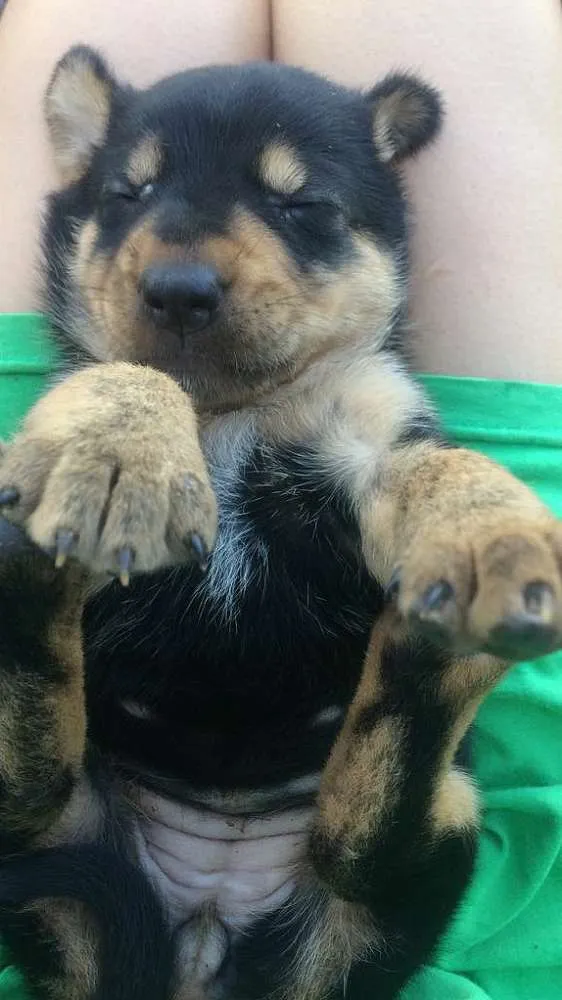 Cachorro ra a vira lata idade 1 ano nome Sorriso