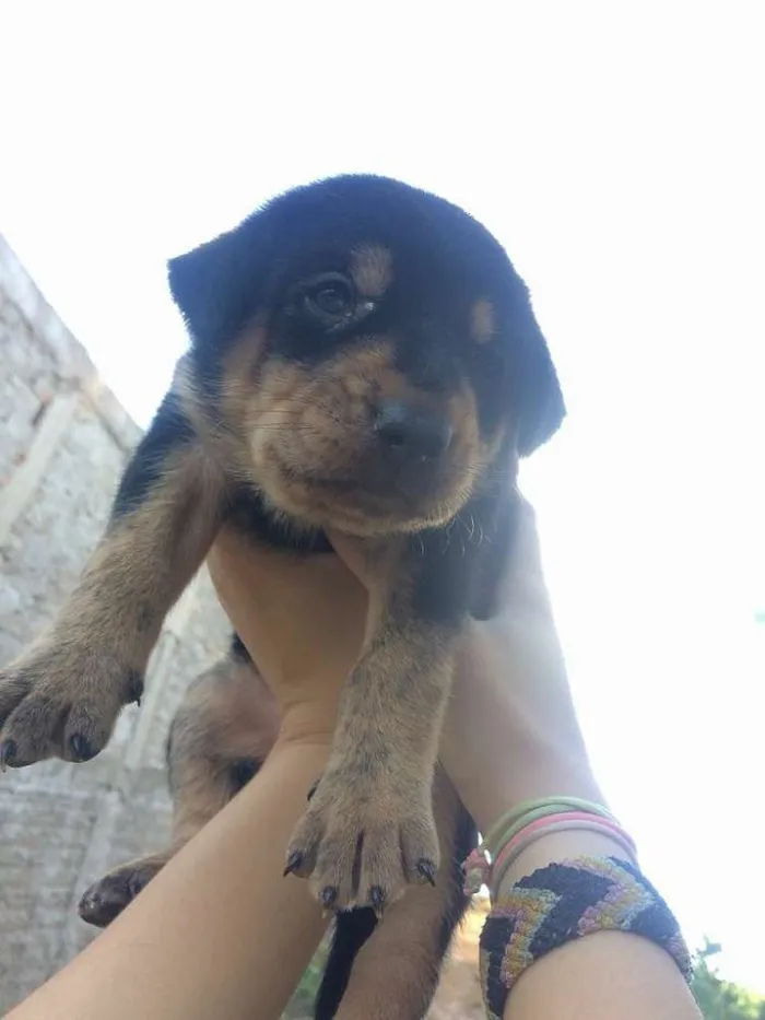 Cachorro ra a vira lata idade 1 ano nome Sorriso