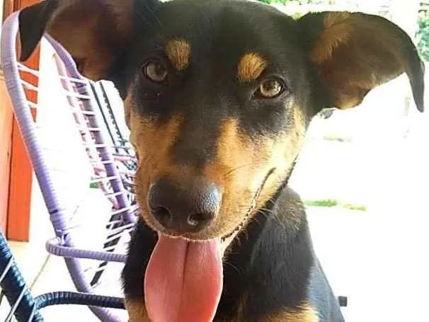 Cachorro ra a vira lata idade 1 ano nome Sorriso