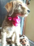 Lili