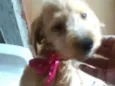 Lili 