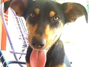 Cachorro raça vira lata idade 1 ano nome Sorriso