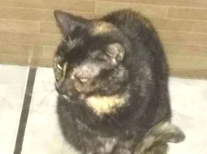 Gato ra a Sem raça  idade  nome Eleonor 