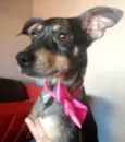 Missy 