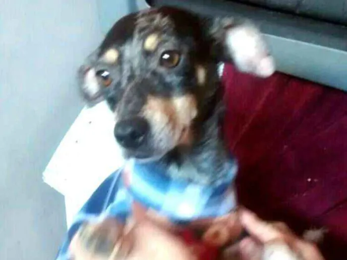 Cachorro ra a  idade 1 ano nome Missy 