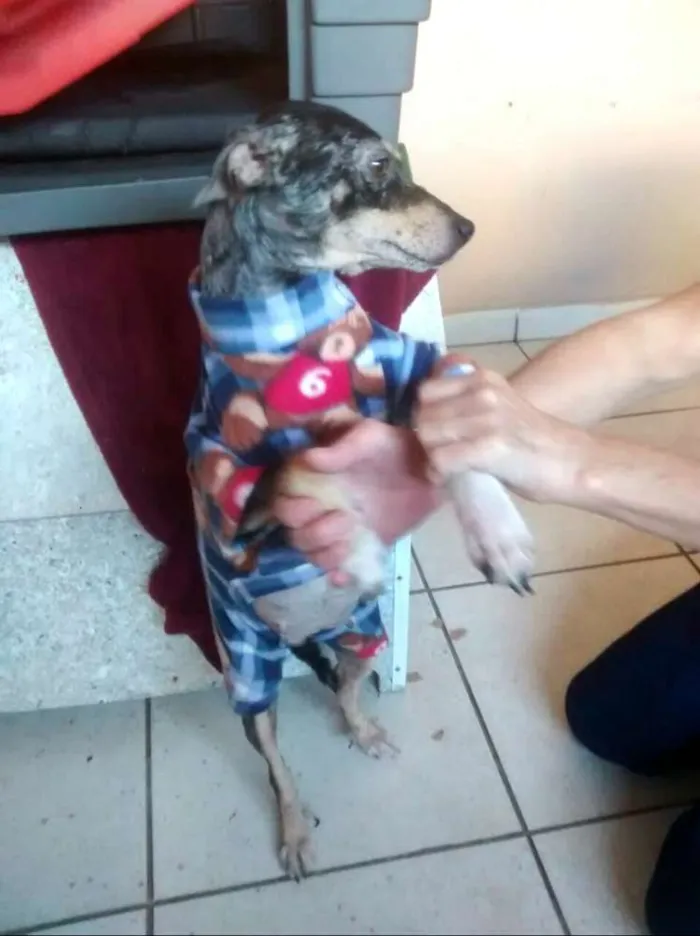 Cachorro ra a  idade 1 ano nome Missy 