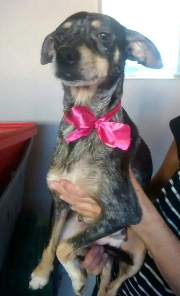 Cachorro ra a  idade 1 ano nome Missy 
