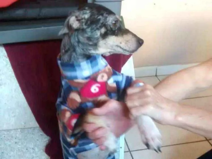 Cachorro ra a  idade 1 ano nome Missy 