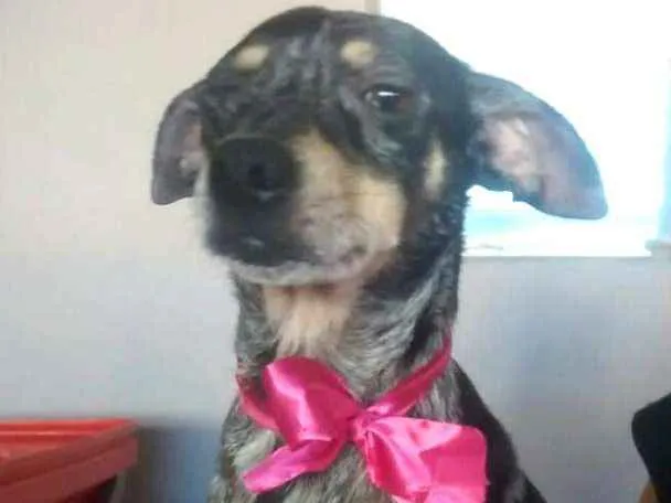 Cachorro ra a  idade 1 ano nome Missy 