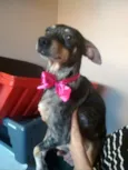 Missy 