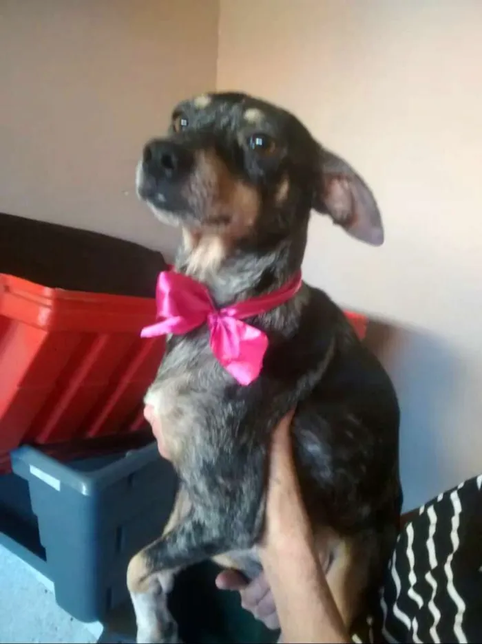 Cachorro ra a  idade 1 ano nome Missy 