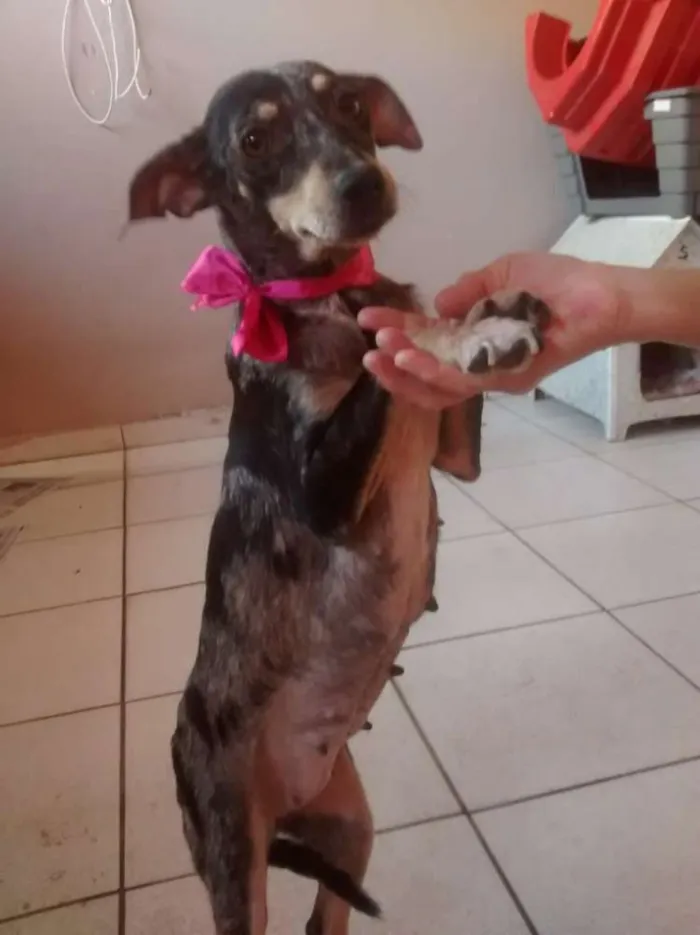 Cachorro ra a  idade 1 ano nome Missy 