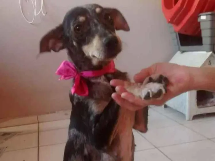 Cachorro ra a  idade 1 ano nome Missy 