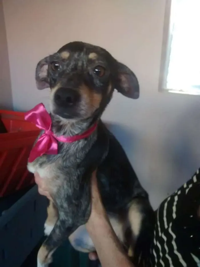 Cachorro ra a  idade 1 ano nome Missy 