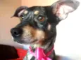 Missy 