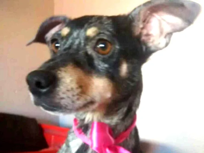 Cachorro ra a  idade 1 ano nome Missy 