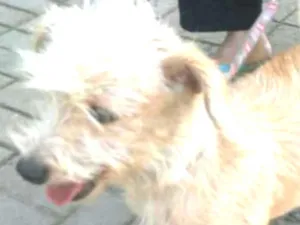 Cachorro raça  idade 2 a 6 meses nome Lili 