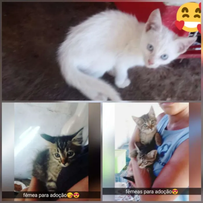 Gato raça Srd idade Abaixo de 2 meses nome Filhotes