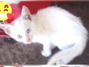 Gato raça Srd idade Abaixo de 2 meses nome Filhotes