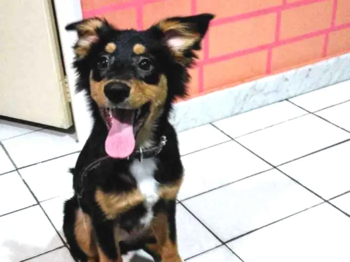 Cachorro ra a Viralata idade 2 a 6 meses nome Mimi