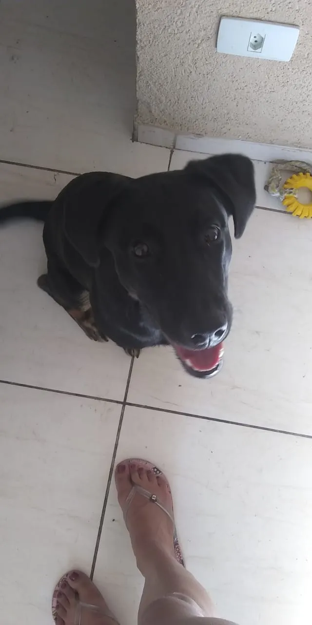 Cachorro ra a Labrador vira lara idade 7 a 11 meses nome Amy