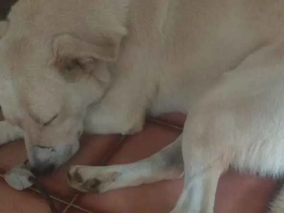 Cachorro ra a Labrador idade 2 anos nome Franco